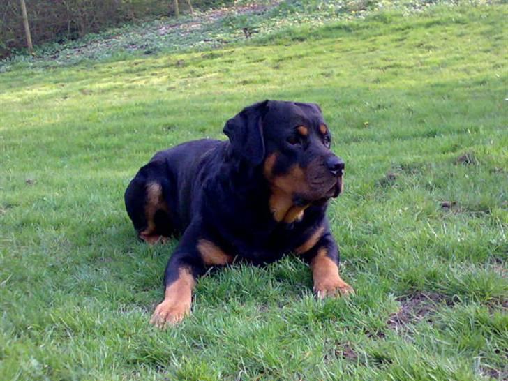Rottweiler Samson R.I.P. billede 8