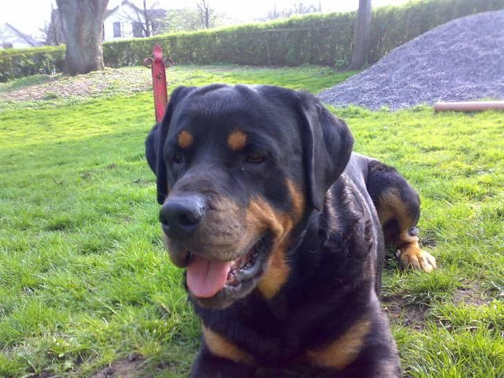 Rottweiler Samson R.I.P. billede 9