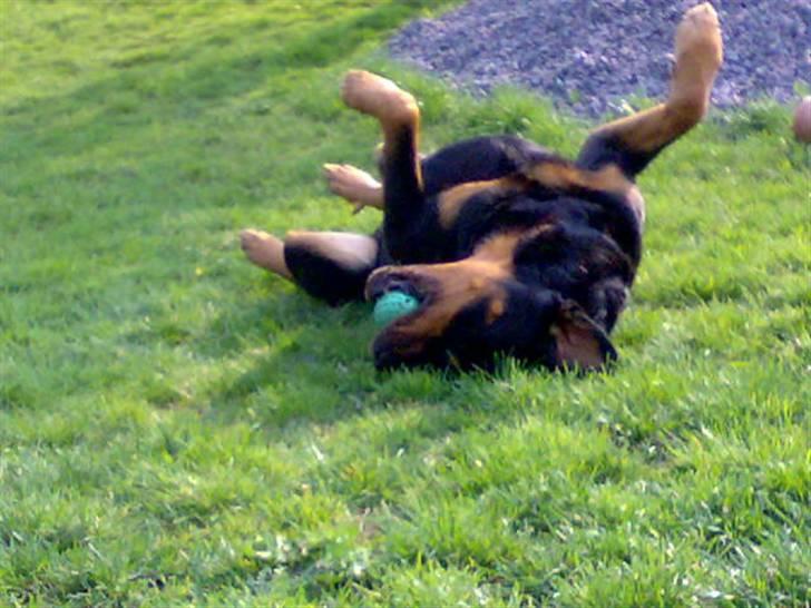 Rottweiler Samson R.I.P. billede 10