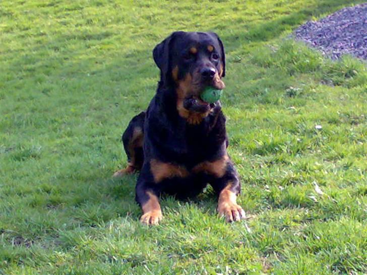 Rottweiler Samson R.I.P. billede 11