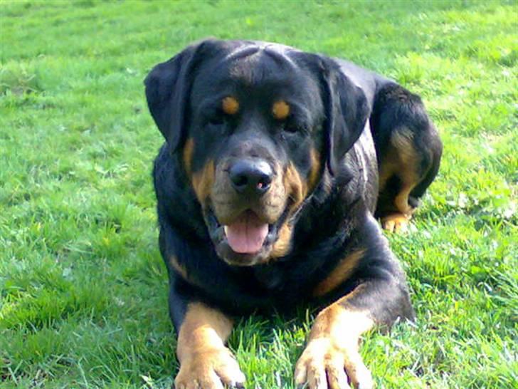 Rottweiler Samson R.I.P. billede 12