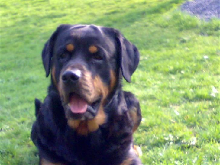 Rottweiler Samson R.I.P. billede 13