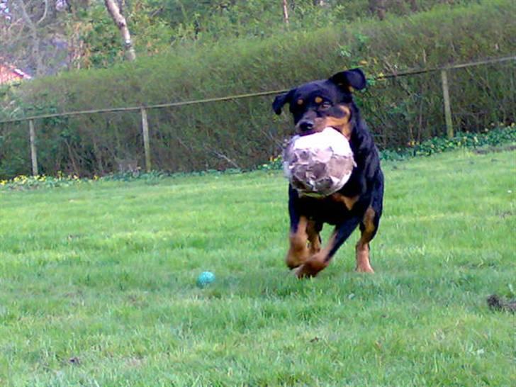 Rottweiler Samson R.I.P. billede 14