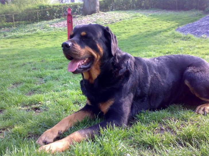 Rottweiler Samson R.I.P. billede 15