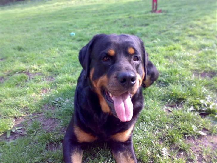 Rottweiler Samson R.I.P. billede 16