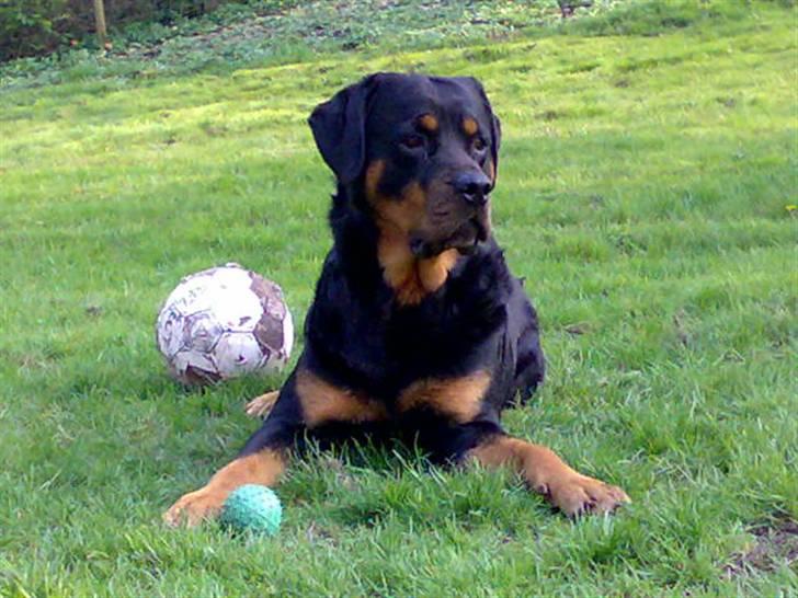Rottweiler Samson R.I.P. billede 17