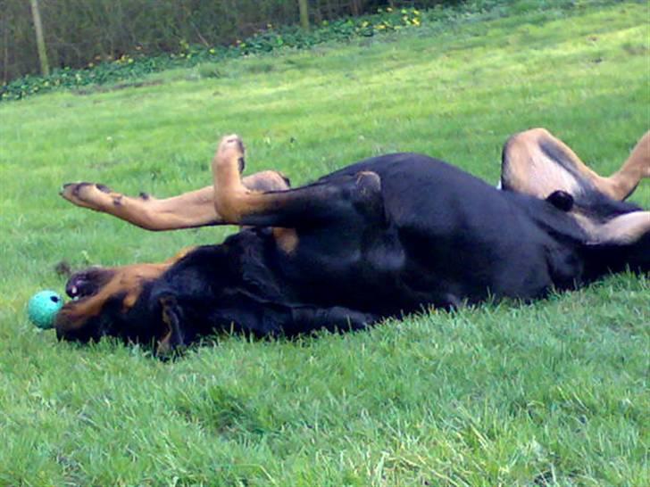 Rottweiler Samson R.I.P. billede 18