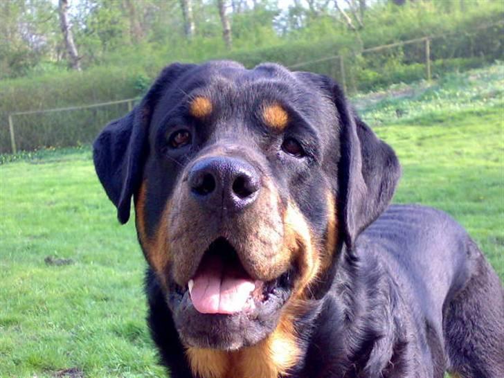 Rottweiler Samson R.I.P. billede 19