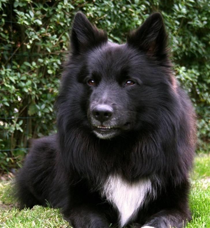 Islandsk fårehund Balder billede 5