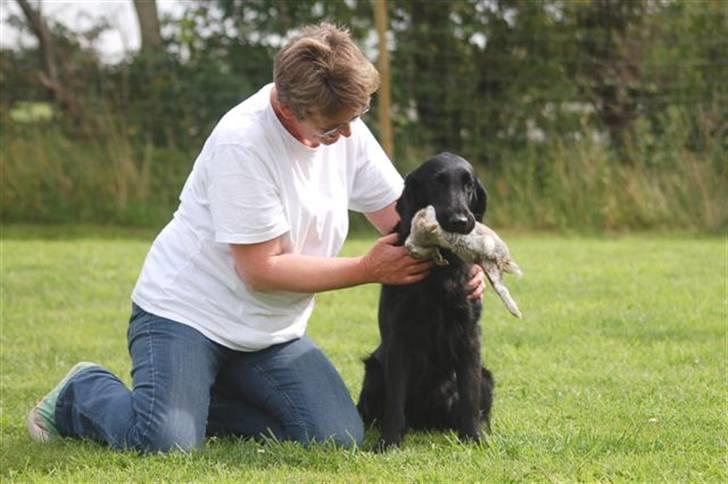 Flat coated retriever Money - Her lærer hun at sidde pænt med en kanin i munden billede 9