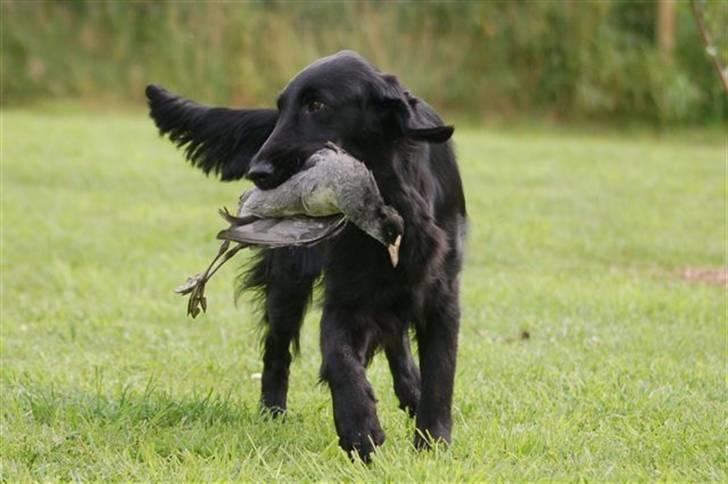 Flat coated retriever Money - Samme billede 11