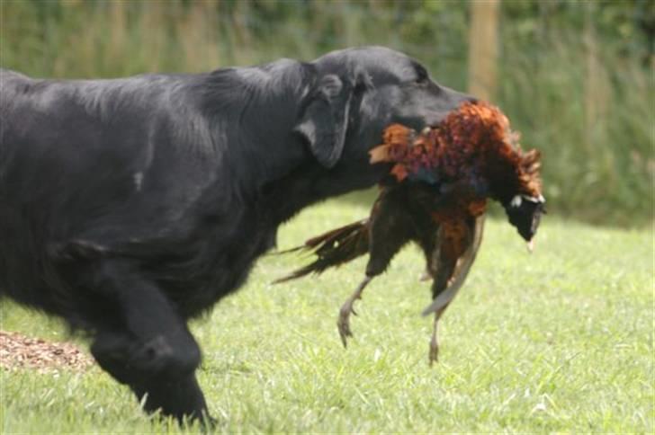 Flat coated retriever Charlie  - Sikke flot han bærer den billede 16