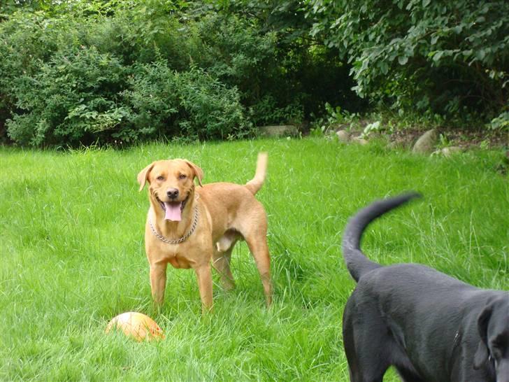 Labrador retriever sonick billede 6