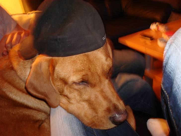 Labrador retriever sonick - Så låner vi lige fars kasket: ) Er jeg ikk fin :) billede 7