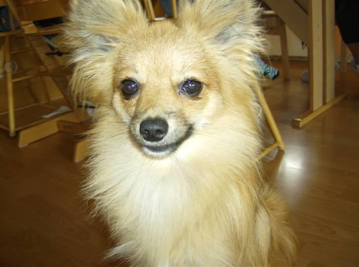 Blanding af racer Bjørn Mor/Svigermors HUND billede 19