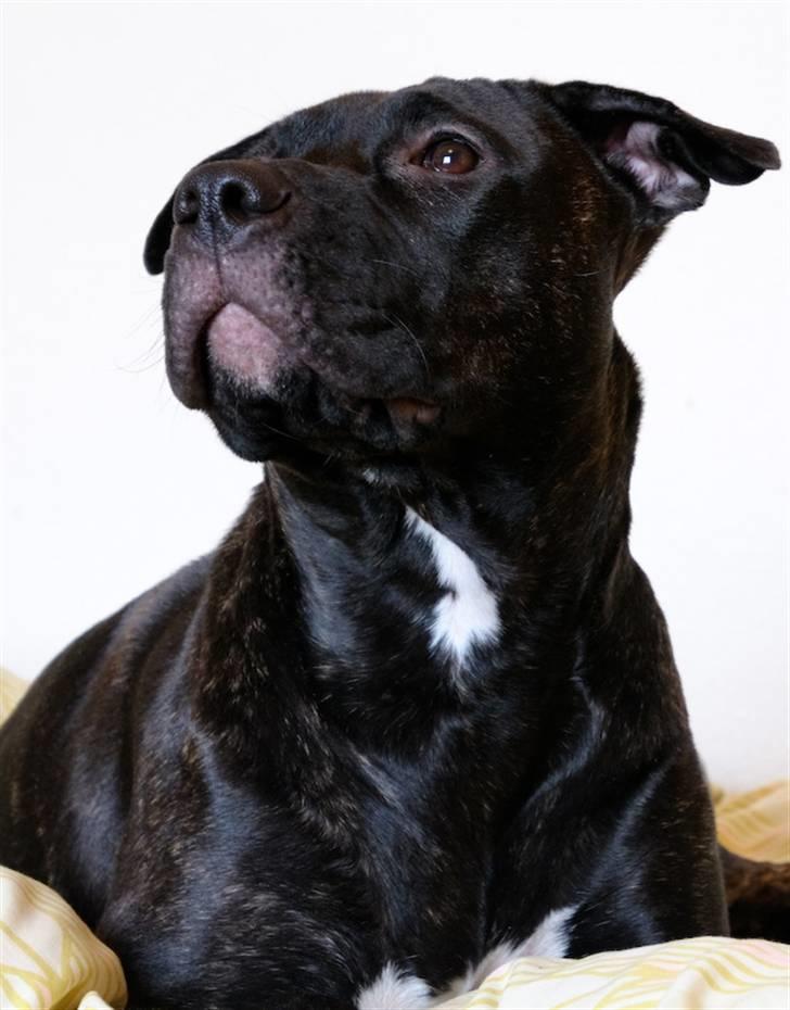 Amerikansk staffordshire terrier Cille billede 1