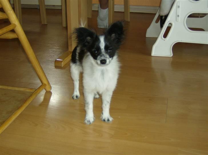 Papillon Baby-Mor/Svigermors billede 10