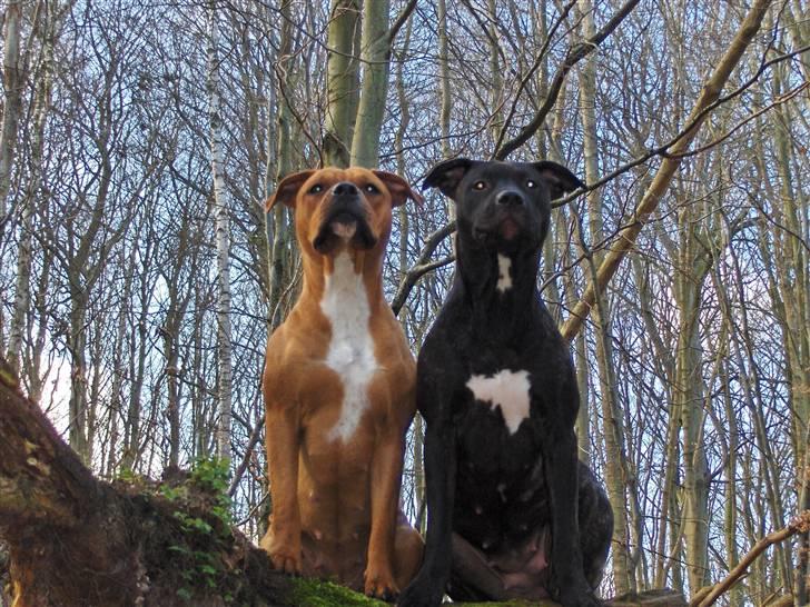 Amerikansk staffordshire terrier Cille - Nelly og Cille, de bedste venner billede 2