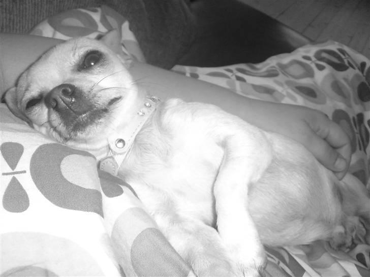 Chihuahua Maverick-Gucci - Lillemanden er blevet træt:)  billede 4