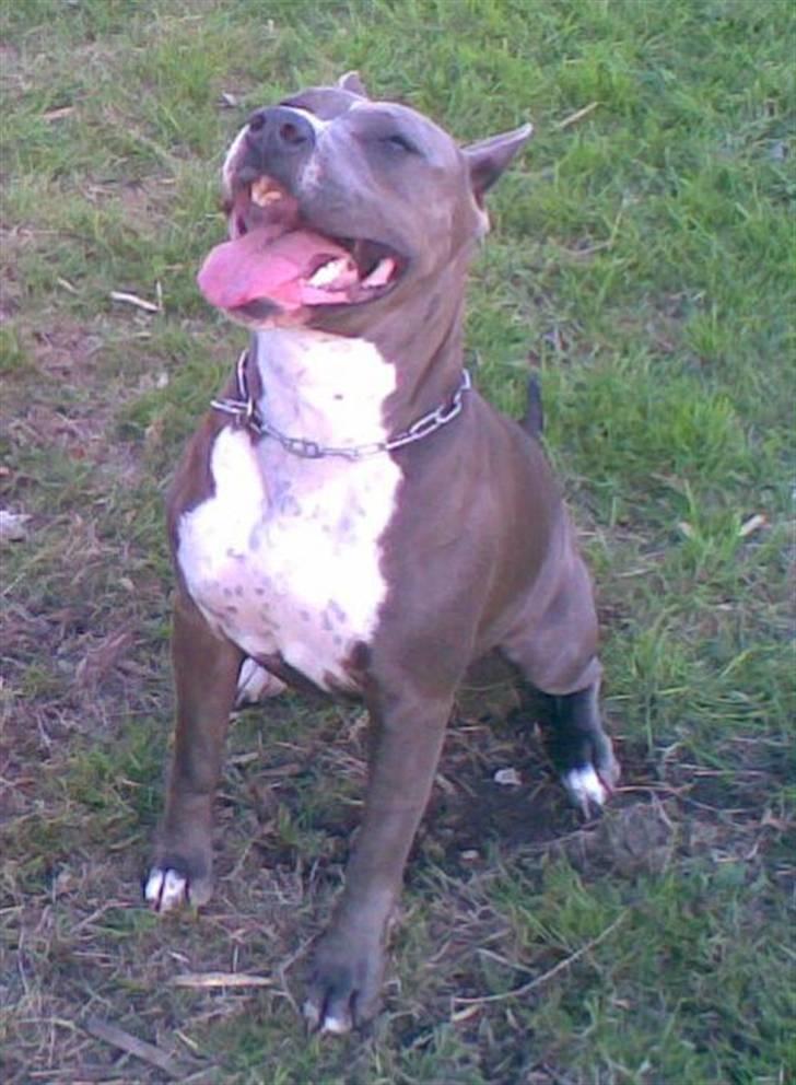 Amerikansk staffordshire terrier Blue R.I.P billede 20