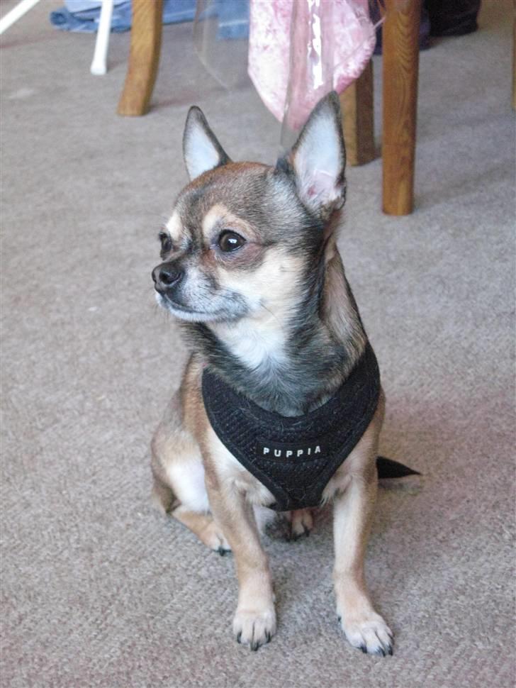 Chihuahua Lillepuslings Hr. Simba  billede 8