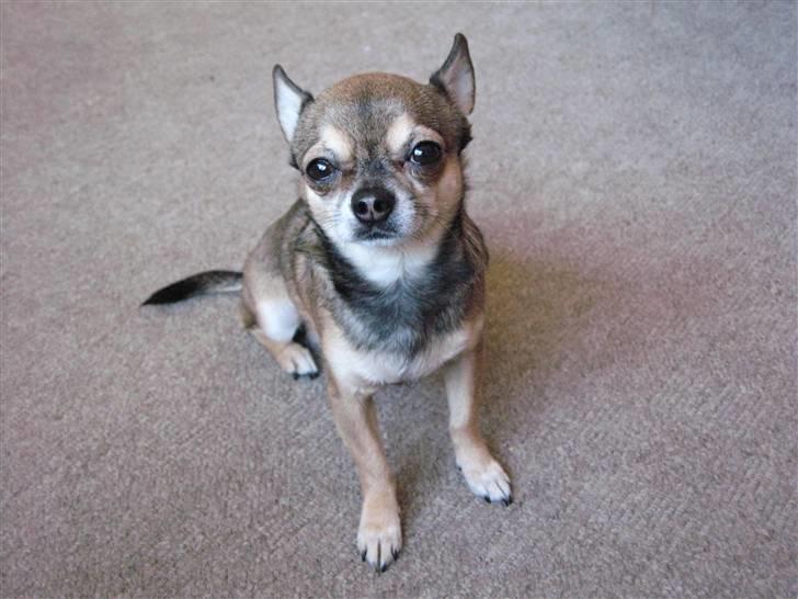 Chihuahua Lillepuslings Hr. Simba  billede 9