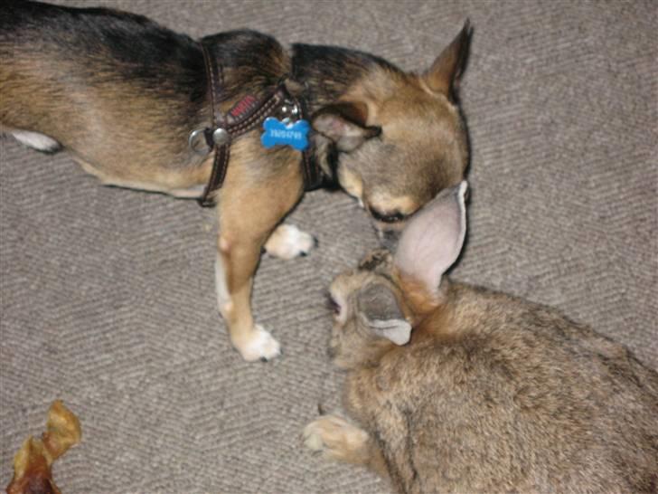 Chihuahua Lillepuslings Hr. Simba  - Simba undersøger kanin... billede 10
