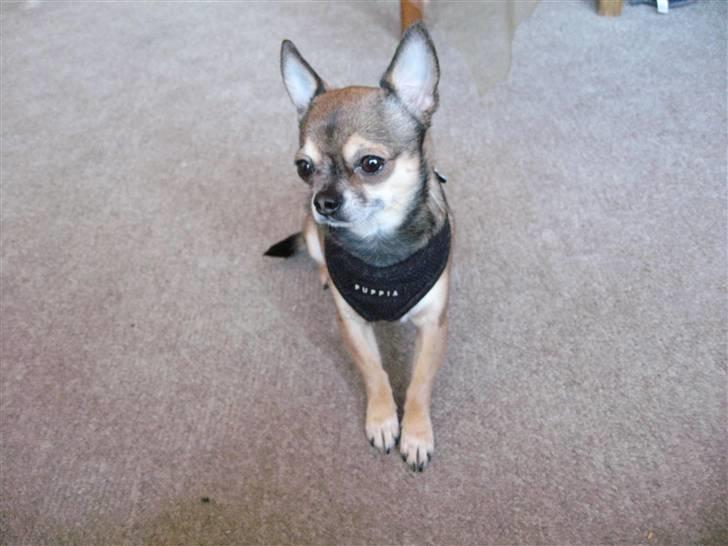 Chihuahua Lillepuslings Hr. Simba  billede 11