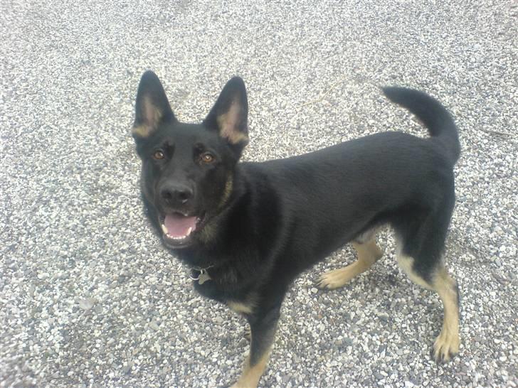 Schæferhund Ollie *Solgt* billede 3