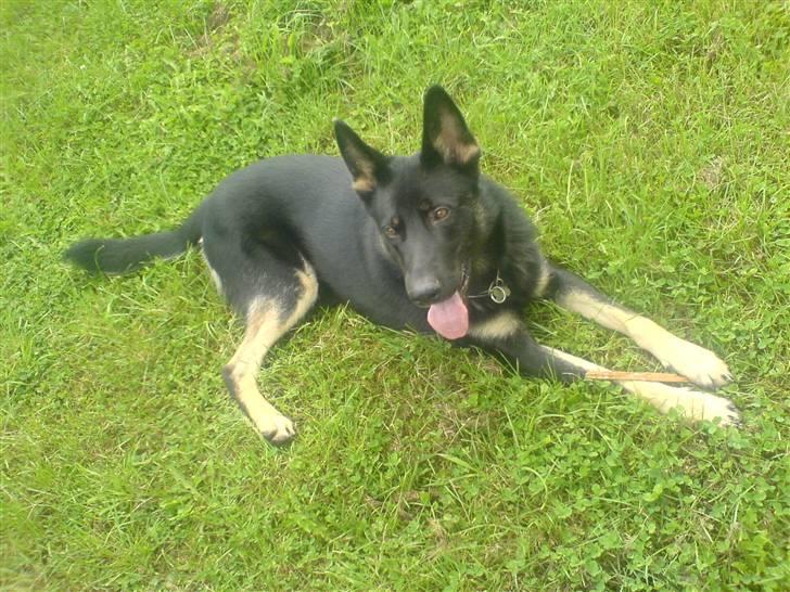 Schæferhund Ollie *Solgt* billede 4