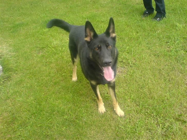 Schæferhund Ollie *Solgt* billede 5