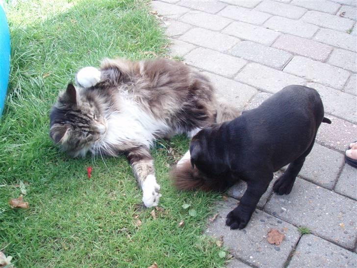 Staffordshire bull terrier Spike billede 3