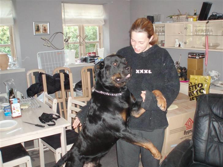 Rottweiler Max billede 12