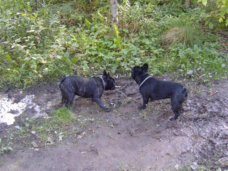 Fransk bulldog fie - Vi er så enige om alting... billede 18