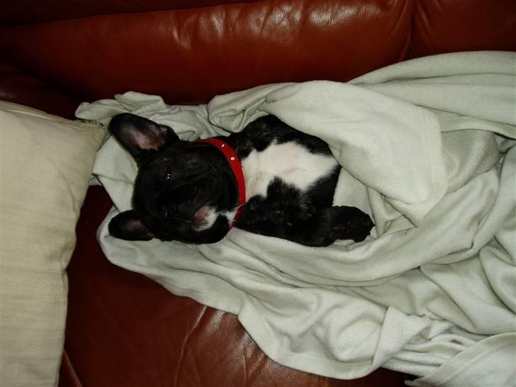 Fransk bulldog Fiona (død) - Snupper lige en morfar. billede 16