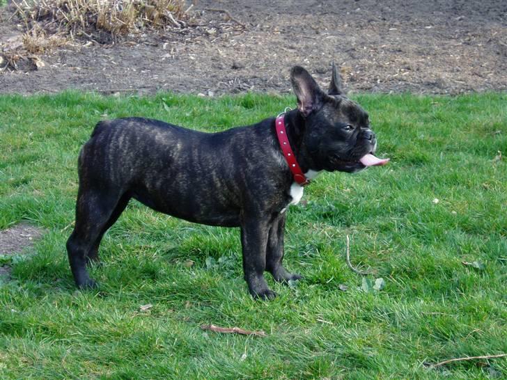 Fransk bulldog Fiona (død) - Flot i profil, man skulle tro jeg var model. billede 17