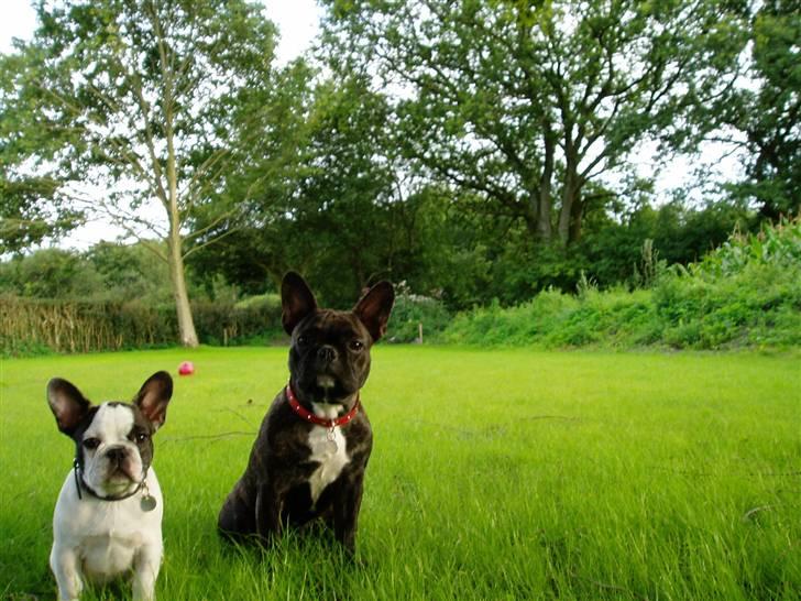 Fransk bulldog Fiona (død) - Min lillebror. billede 18
