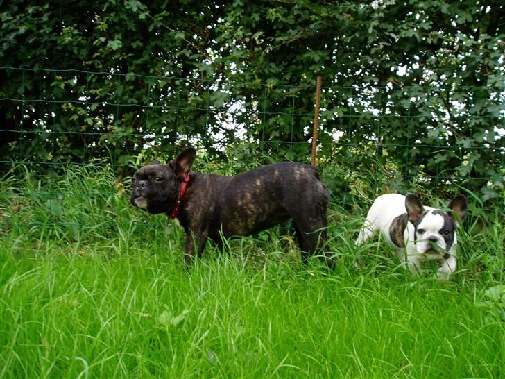 Fransk bulldog Fiona (død) - Narj mor du skal ikke slå græsset, jeg spiser det bare. billede 19