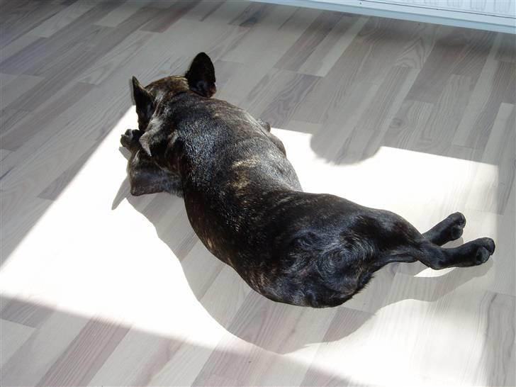 Fransk bulldog Fiona (død) - Snupper lige noget sol så min sommerkulør er iorden. billede 20