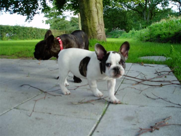 Fransk bulldog Enzo (død) - Ja det var noget bedre, helt fantastisk ville det være hvis du tog et nedefra og op. billede 4