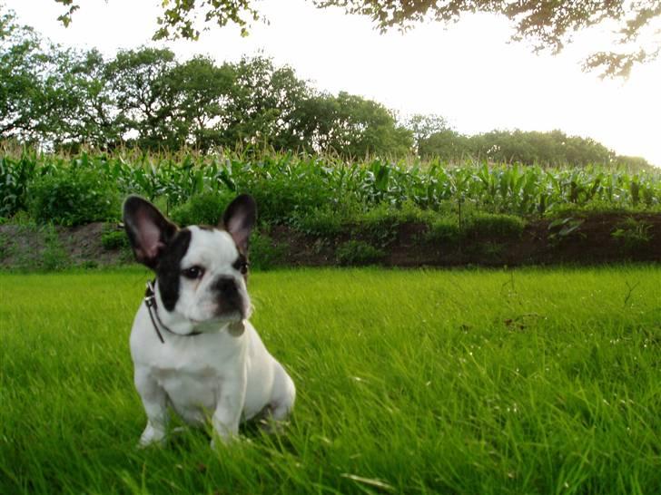 Fransk bulldog Enzo (død) - Kongen af haven, indtil søster kommer. billede 5