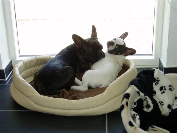 Fransk bulldog Enzo (død) - Jeg passer på søster, man er vel en gentleman. billede 6