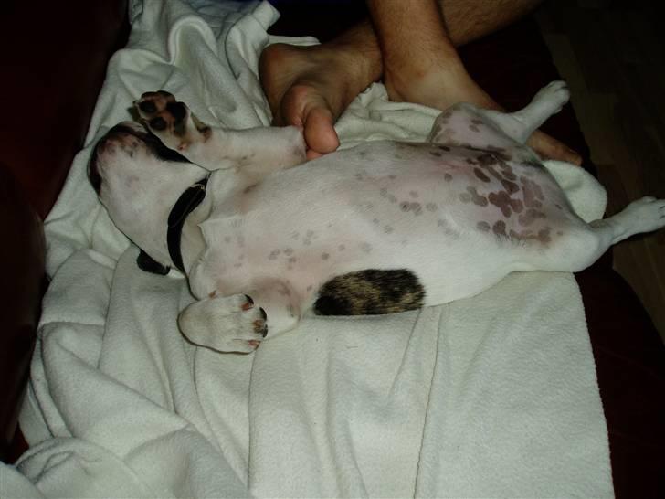 Fransk bulldog Enzo (død) - Puha, jeg tror mindst der er ti derinde. håber ikke jeg bliver større. billede 7