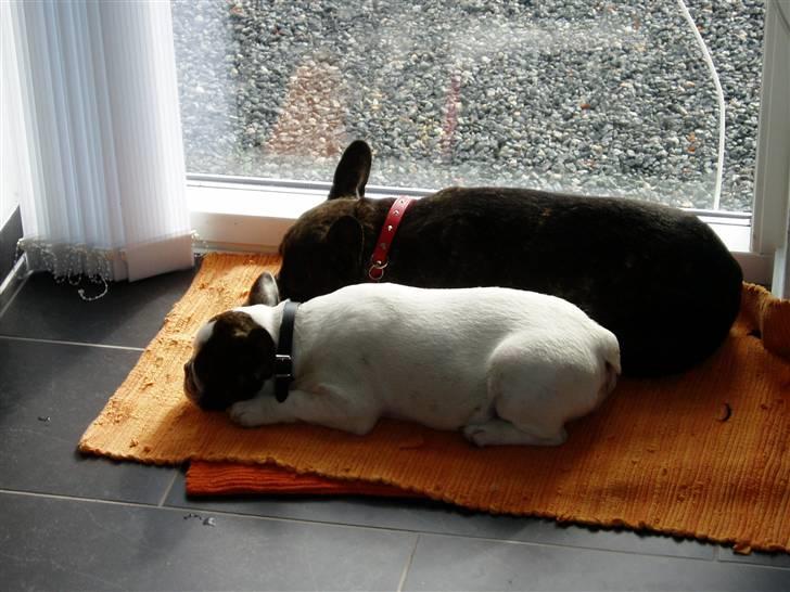 Fransk bulldog Enzo (død) - To pølser i svøb ...tak.. billede 9