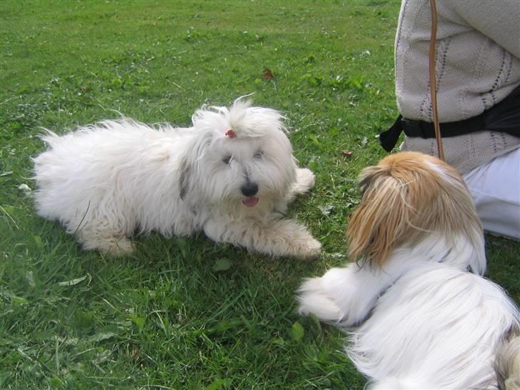 Pekingeser Molly  - Leger med min bedste veninde milou billede 18