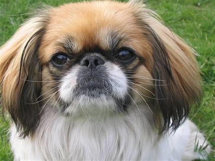 Pekingeser Molly  - Molly Pigen  billede 20