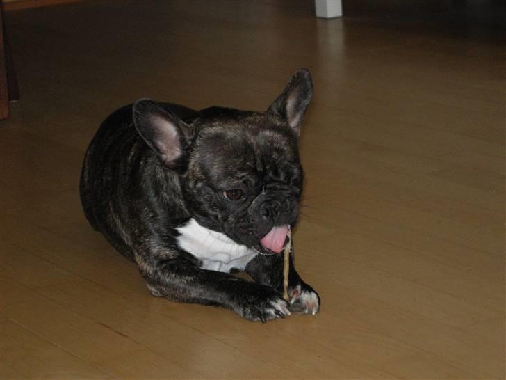 Fransk bulldog Berta - mums billede 10