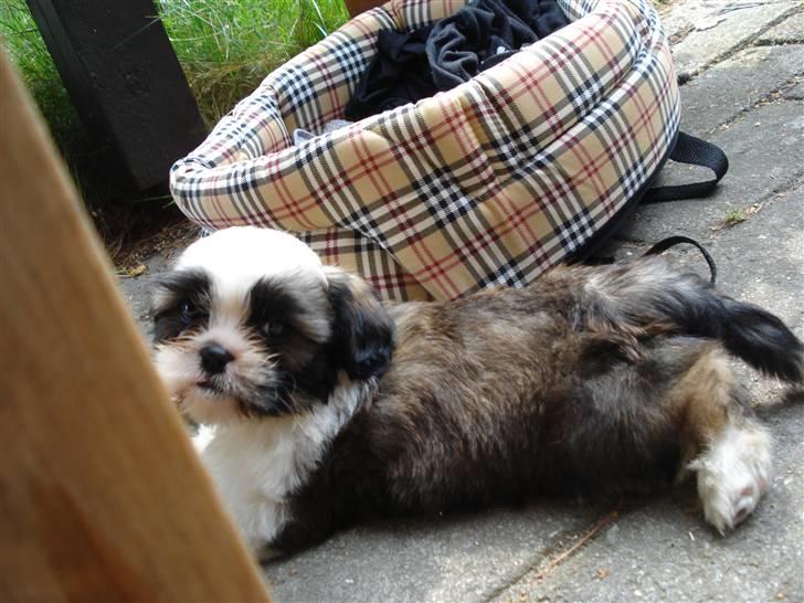 Shih tzu Timon billede 1