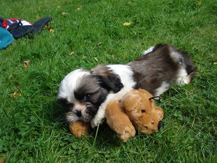 Shih tzu Timon - Timon og hans elskede tøjdyr billede 2