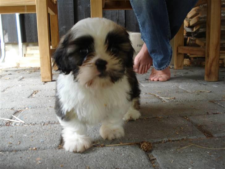 Shih tzu Timon billede 5